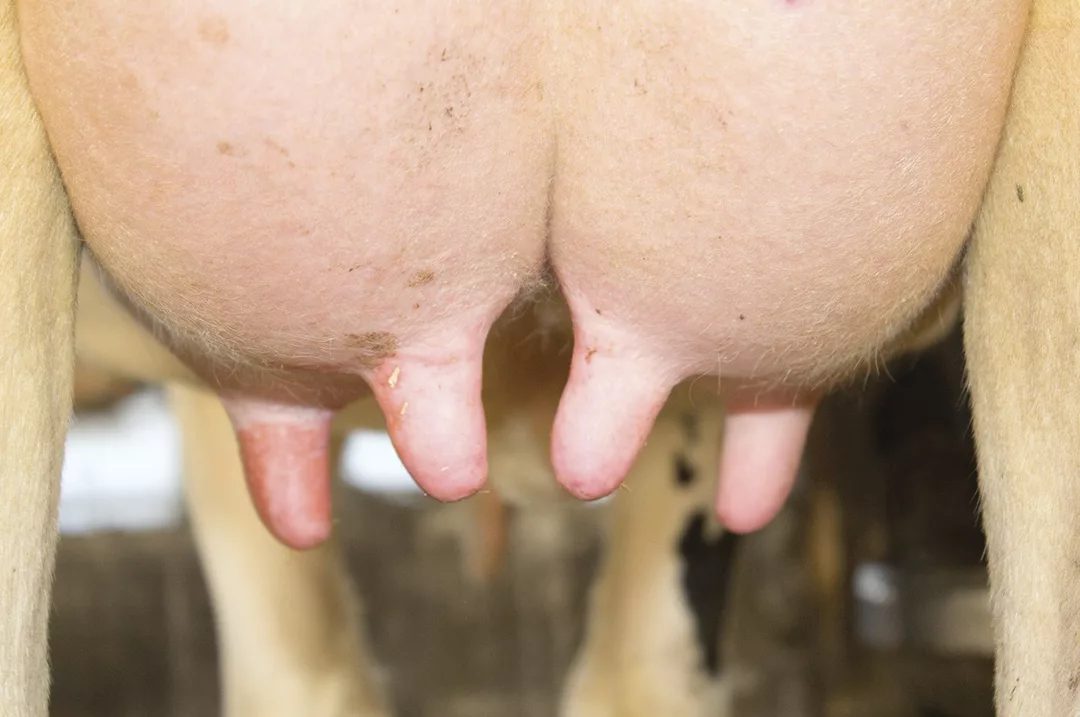 Healthy dairy cow teats, chlorine dioxide teat dip application